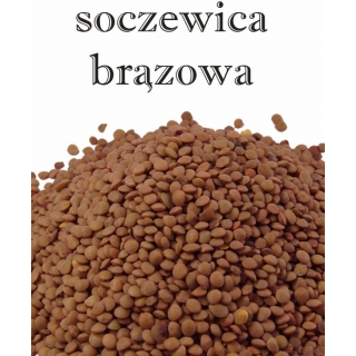 SOCZEWICA BRĄZOWA